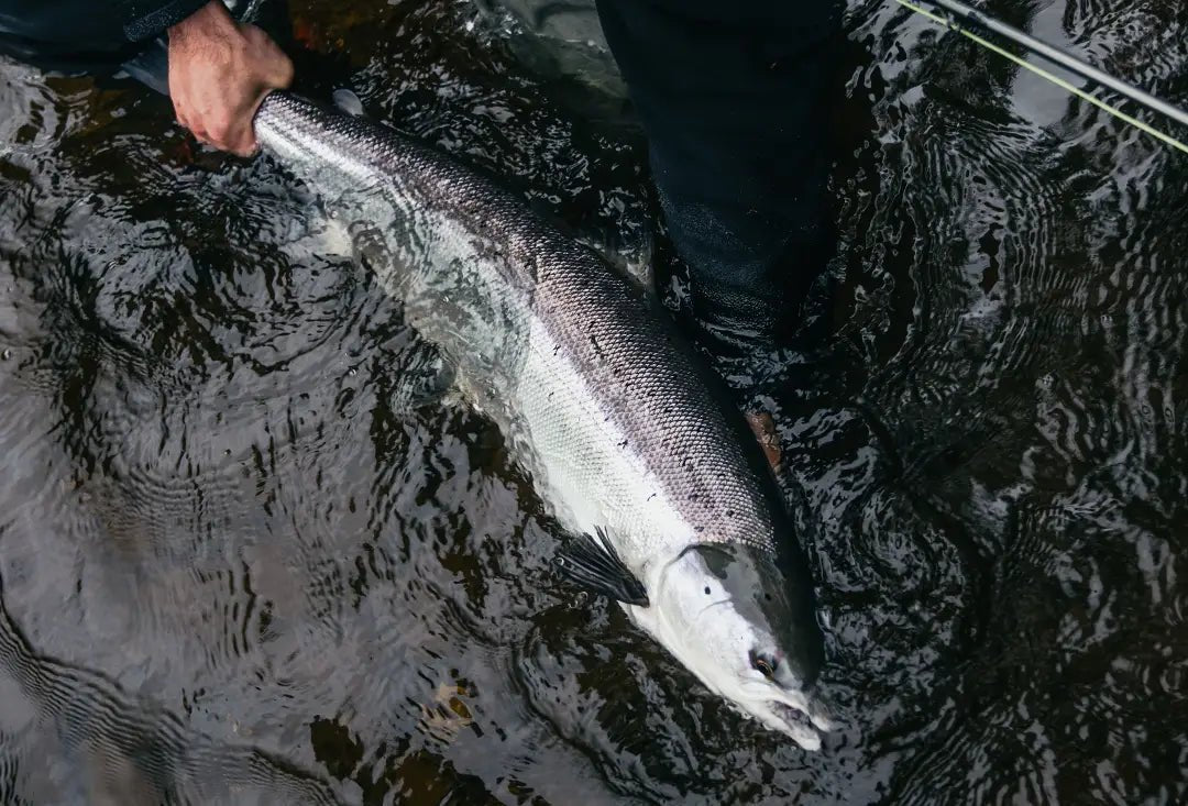 Be ready for salmon fishing - Hooké