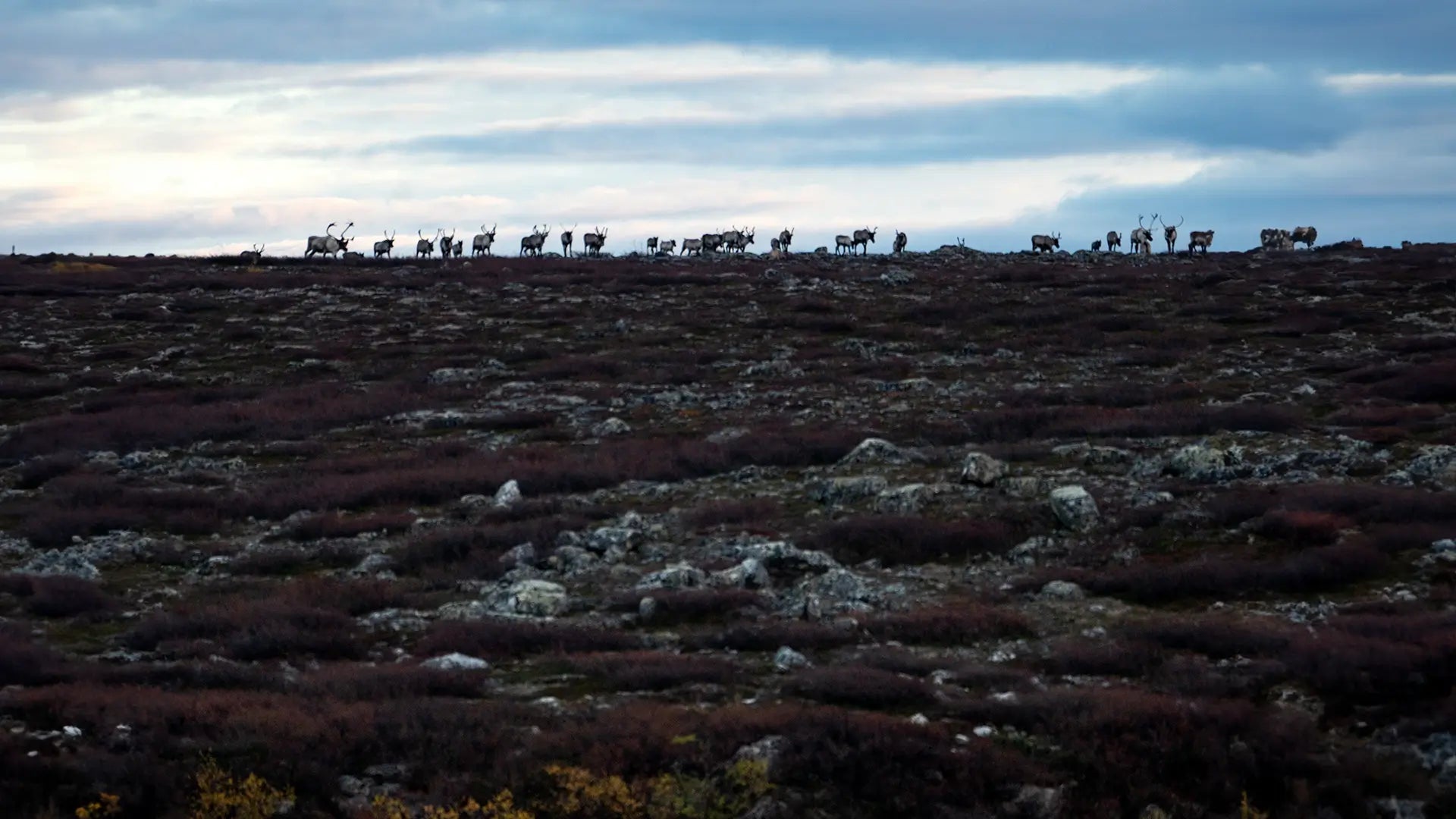 Echoes in the Tundra - Hooké