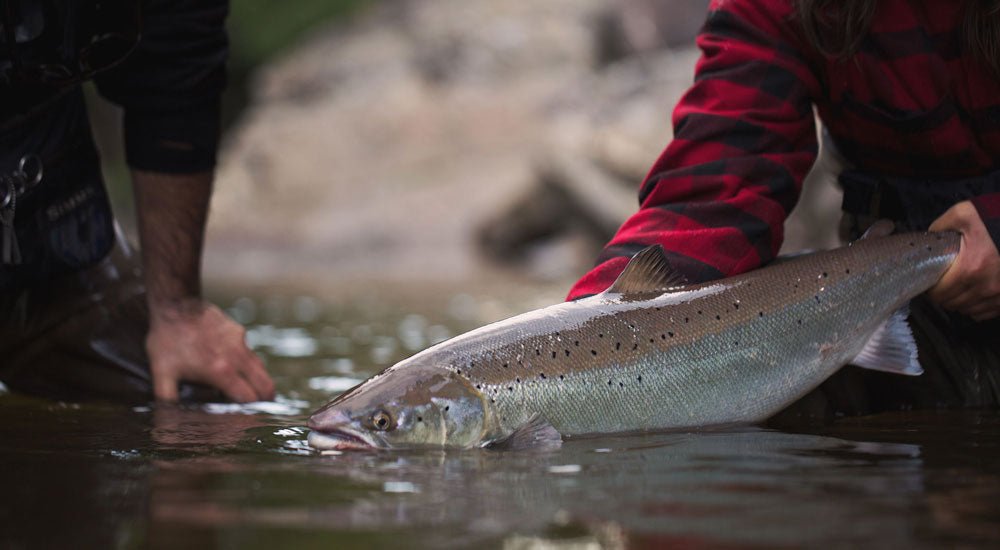 Gaspé Souvenir - Hooké