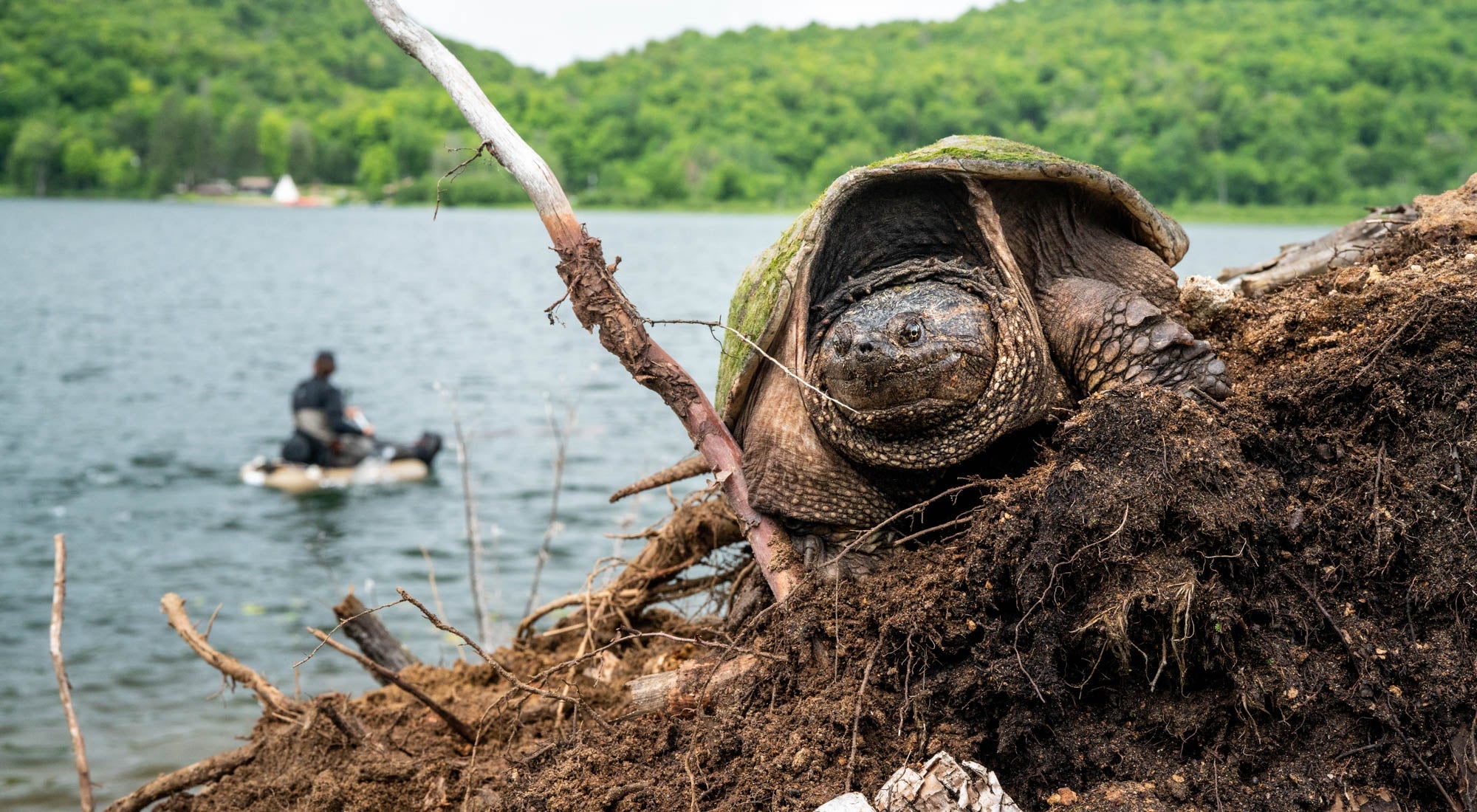 Kenauk Nature - Hooké