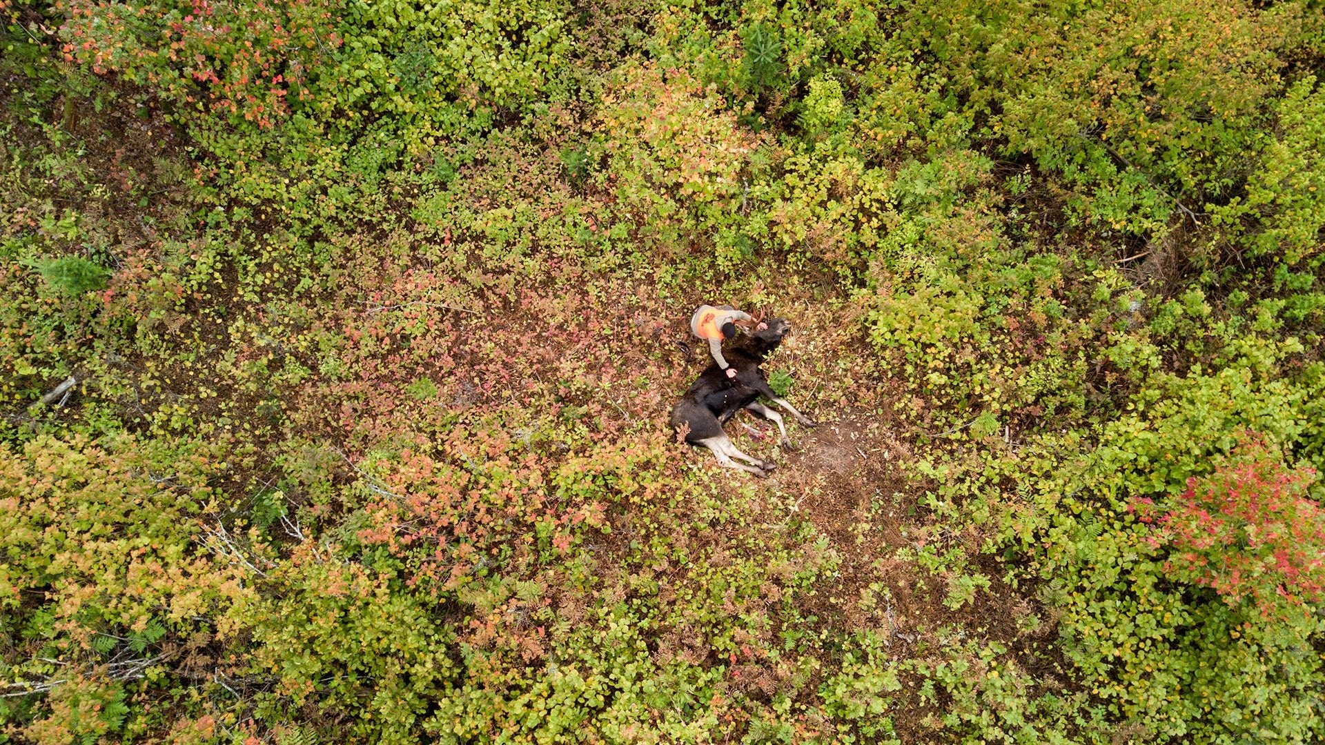 Moose Hunting - Hooké