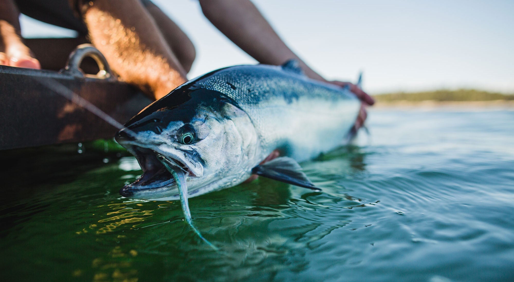 Prince Rupert - Hooké