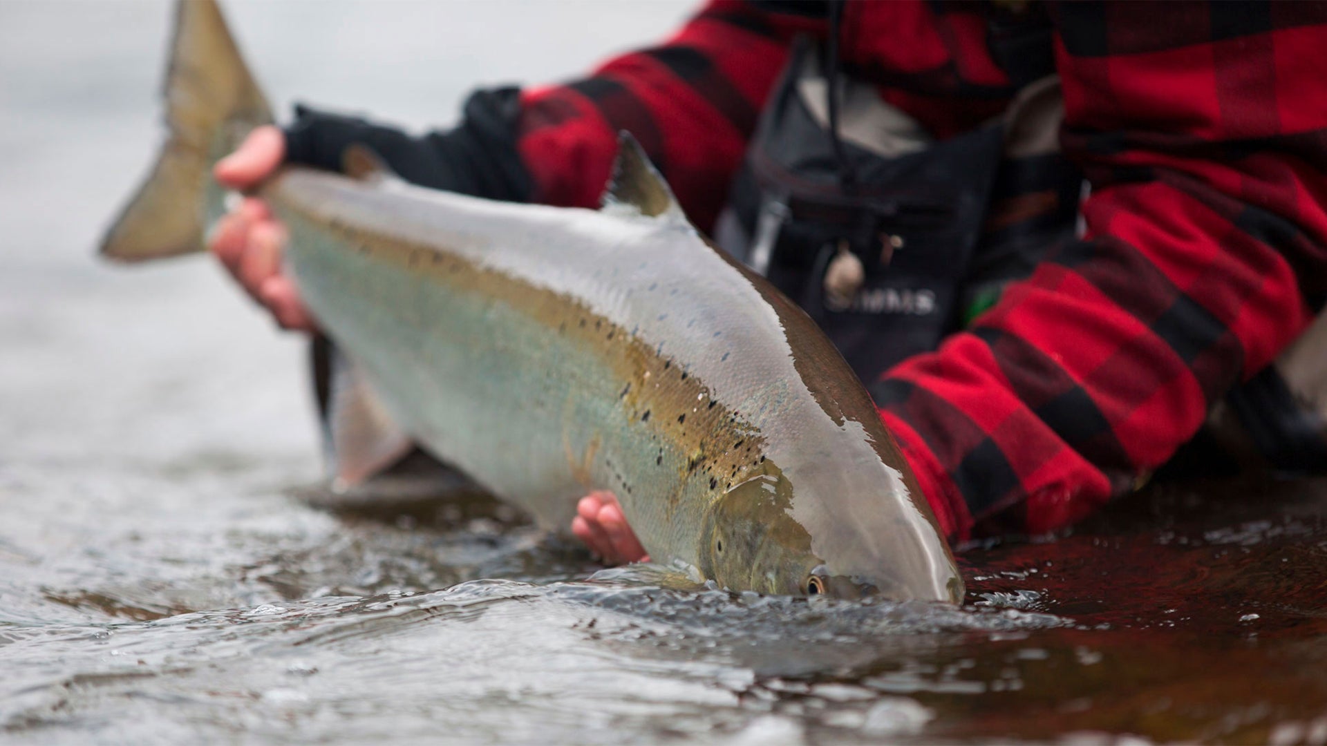 RESTIGOUCHE RIVER: LAND OF GIANTS - Hooké