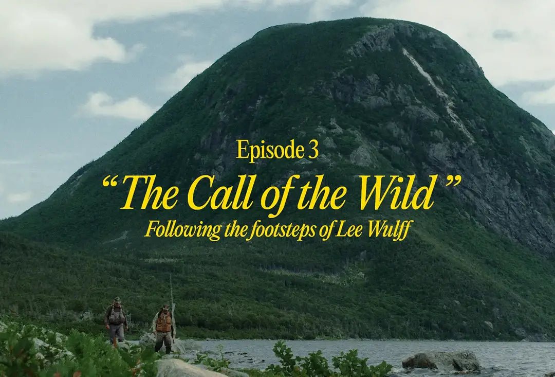 The Call of the Wild PALM Festival 2024 - Hooké