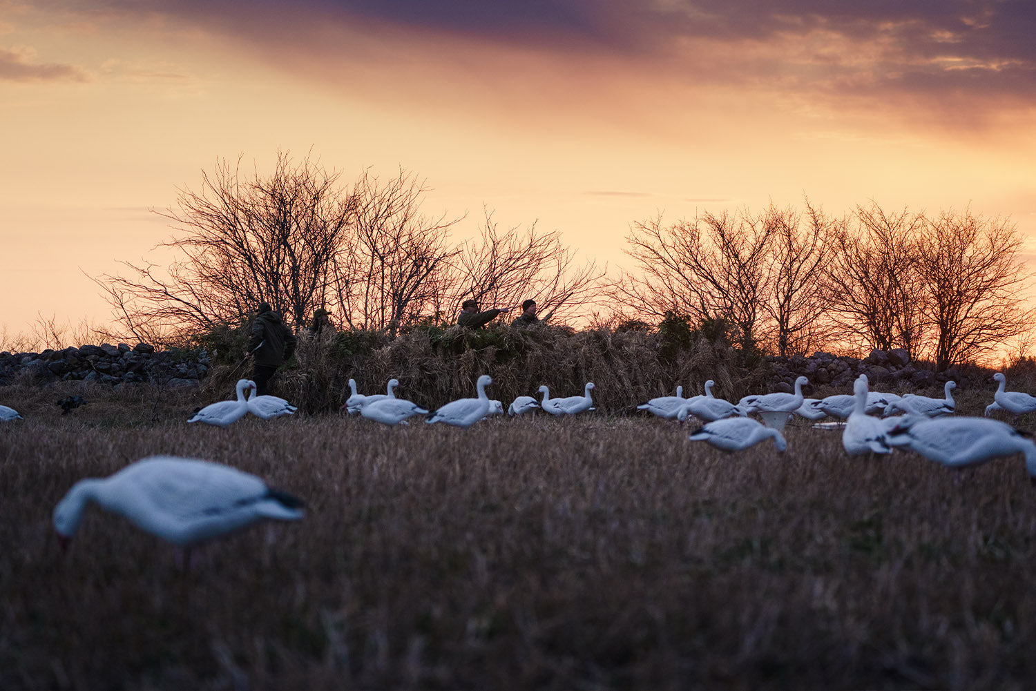 Snow Goose Hunting