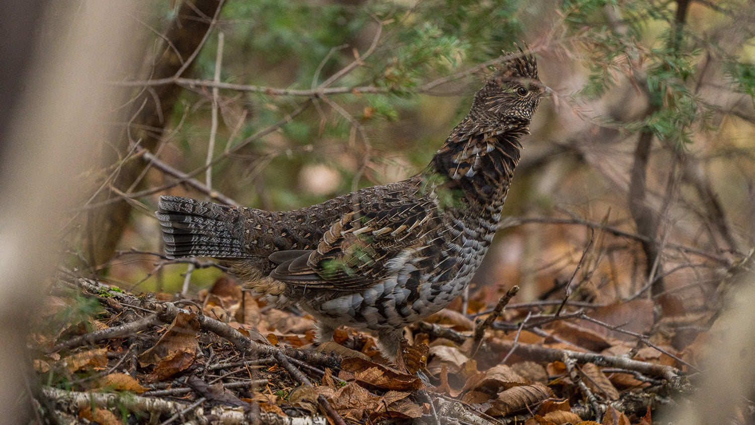 How to prepare a partridge with Sébastien Ouimet