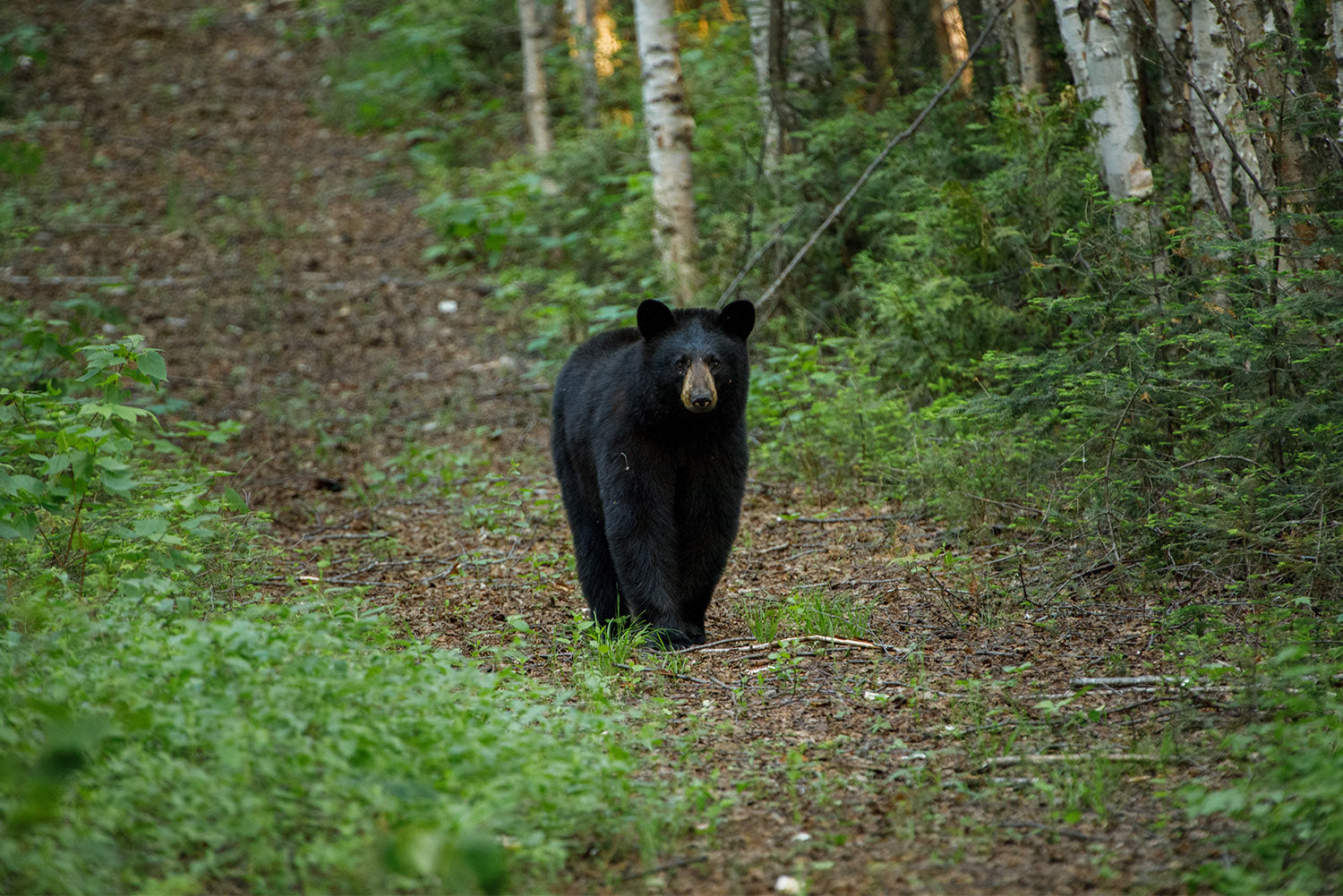 Outaouais, region of a thousand captures: take 2