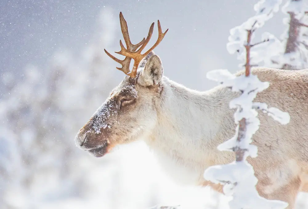 Who are you, Where are you, Caribou?