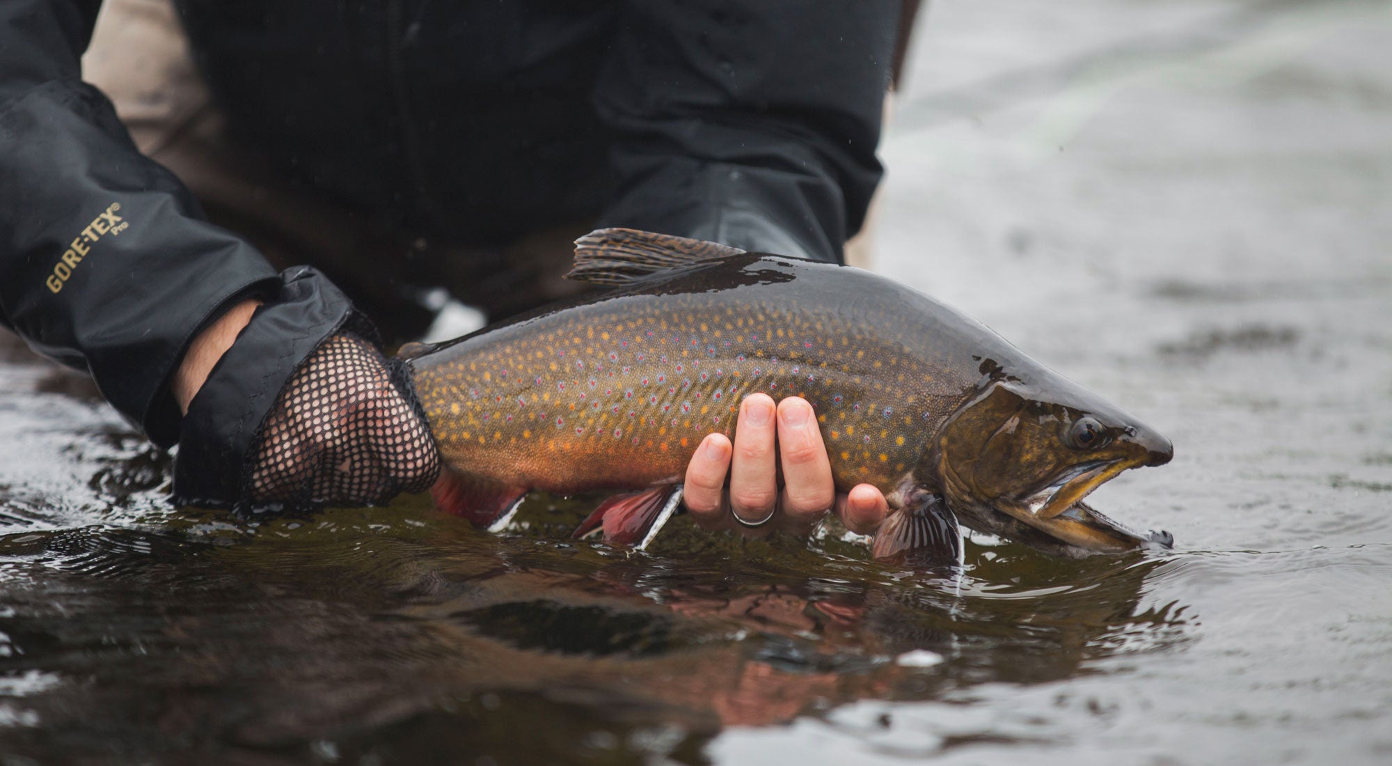 Mirage: Trout and pike in James Bay