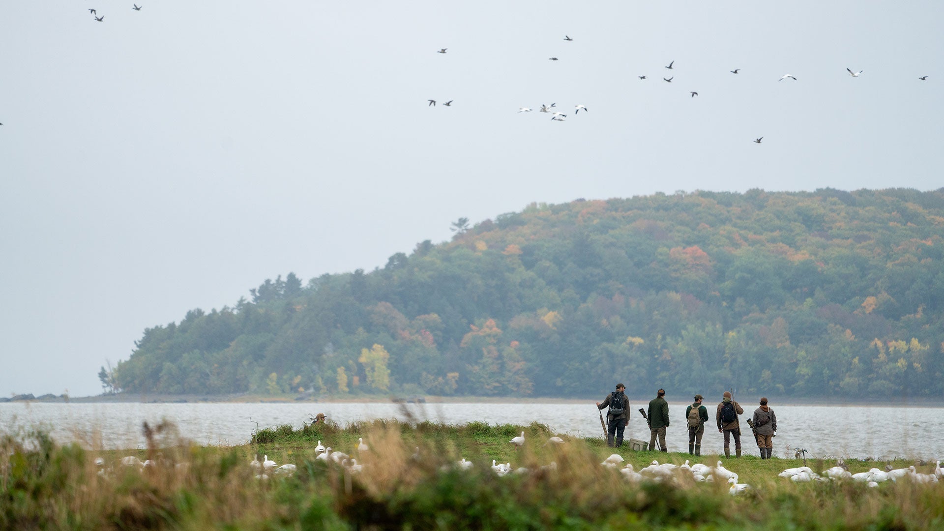 Île d'Orléans - A story of wildfowl hunting with friends - Hooké