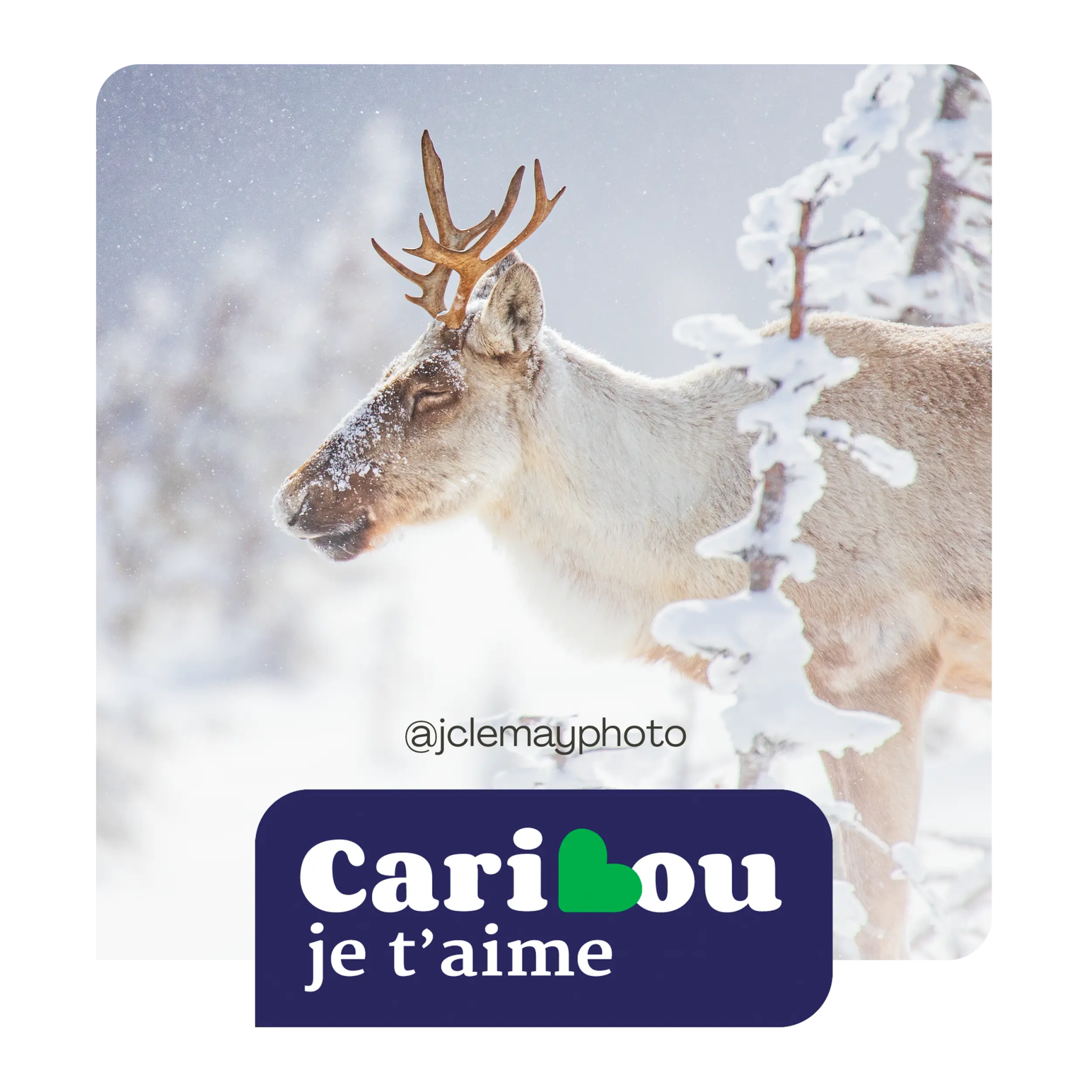 Donations for the "Caribou, je t'aime" campaign - Hooké